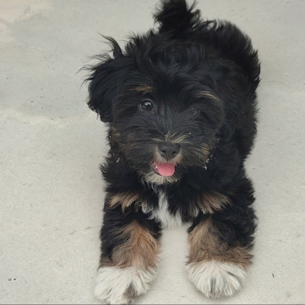 Meet the Posher - Picture 6 of 8